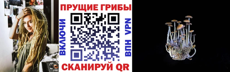 Псилоцибиновые грибы Cubensis  Свободный 